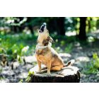 Nature Girl Nyakörv