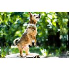 Nature Girl Nyakörv