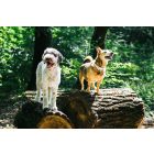 Nature Girl Nyakörv