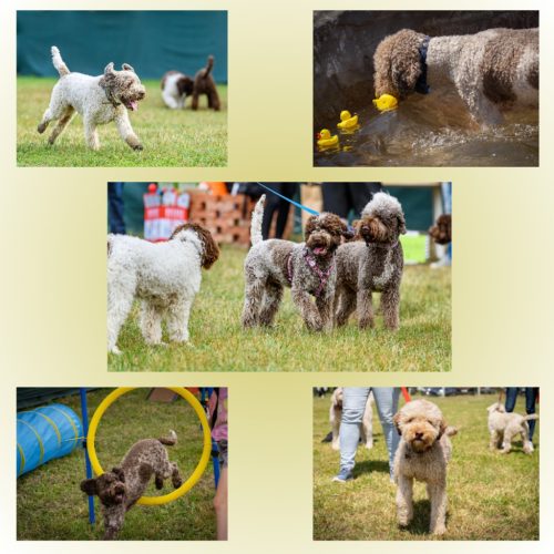 Lagotto találkozó Jegy
